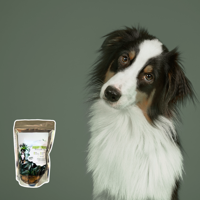 CBD Dog Treats